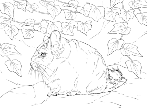 Short Tailed Chinchilla Coloring Page